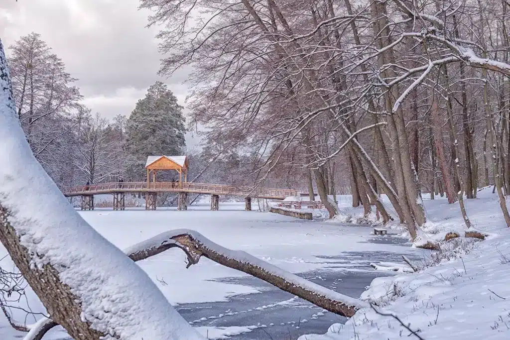 Пуща-Водиця: засніжений ліс для хайкінгу та чанів