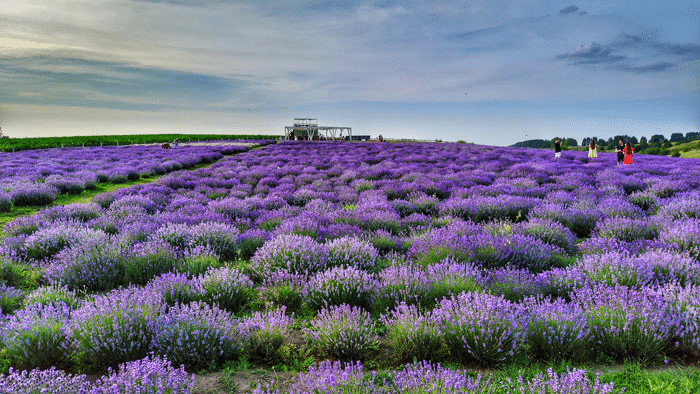 Лавандове поле, фотолокаціця, село Порадівка Київська область