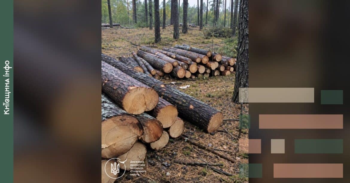 Спилені колоди сосни складовані в лісі Катюжанського лісництва під час виявлення незаконної вирубки