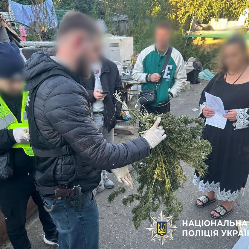Поліцейські демонструють вилучену рослину конопель під час затримання підозрюваного у розповсюджуванні наркотиків