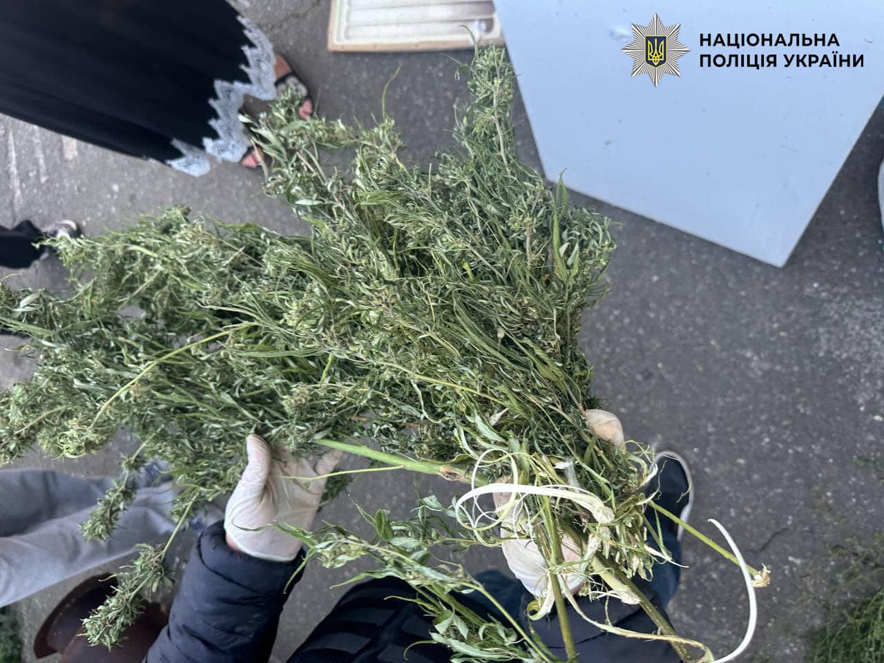 Крупний план вилученої рослини конопель, вилученої під час рейду правоохоронців