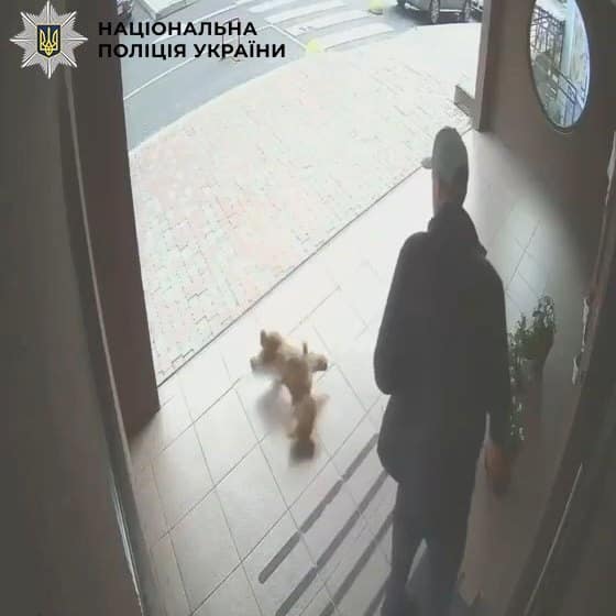 Кияни зняли на відео, як чоловік бив ногами та тягав за нашийник цуценя мальтипу