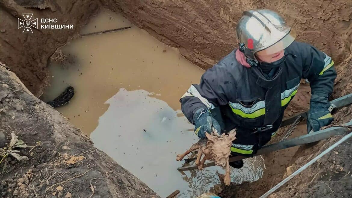 Рятувальник у касці та рятувальному жилеті витягує мокрого собаку з глибокої ями з водою за допомогою драбини
