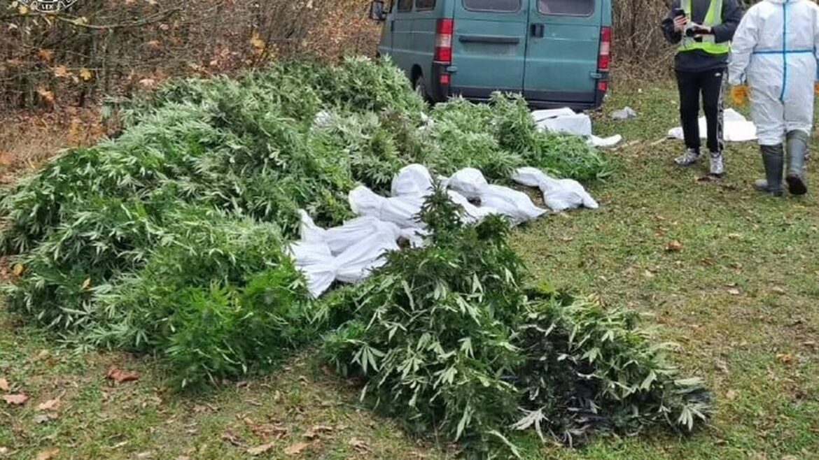 Зелений мікроавтобус і великі оберемки зрізаних конопель на траві, поруч працівники в захисних костюмах